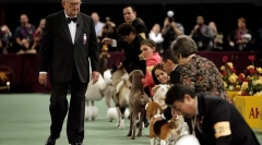 Чому йти до собак-виставок